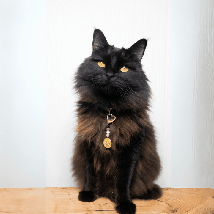 Love Pet Charm